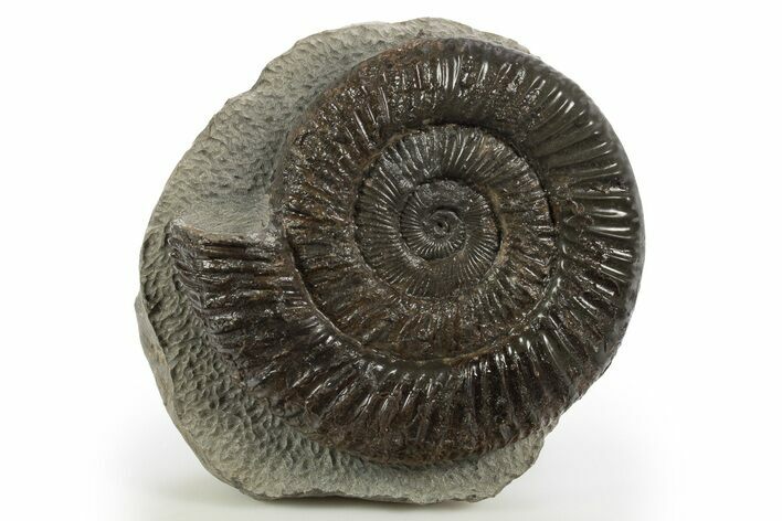 Jurassic Ammonite (Dactylioceras) Fossil - England #316398